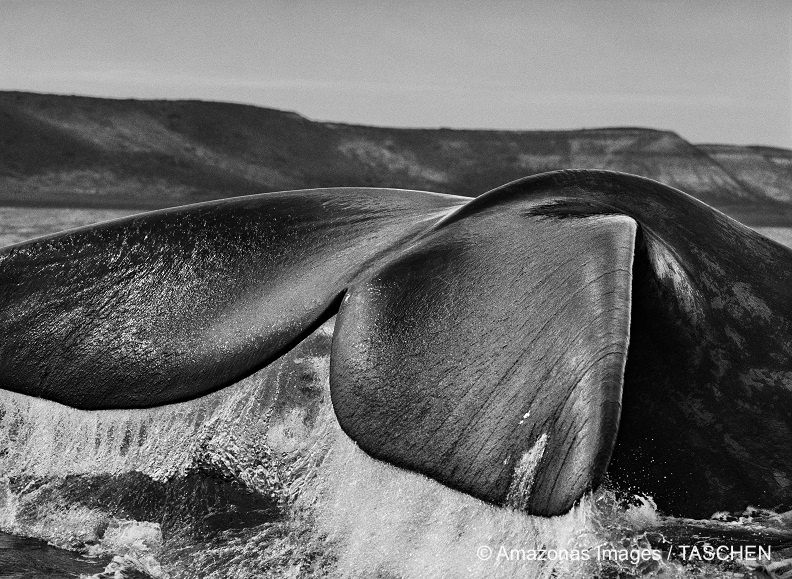 Southern right whale tail, Argentina, 2004. © Amazonas Images/ TASCHEN